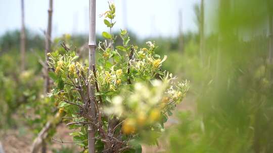 金银花 金银花种植 金银花收获