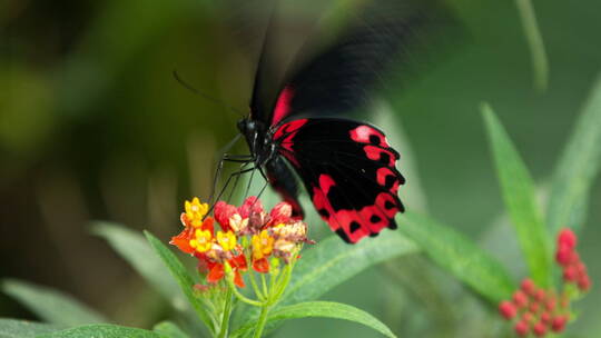 鲜花上的美丽蝴蝶