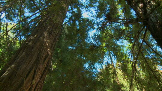 加州大苏尔红杉树的拍摄视频素材模板下载