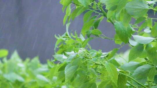 城市下暴雨下雨天雨水雨滴植物树叶子树木雨