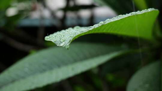 雨天水滴滴水大自然绿色树叶