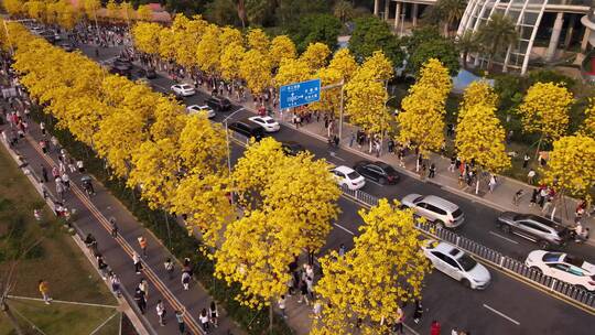 城市街道两旁一大片盛开的黄花岭