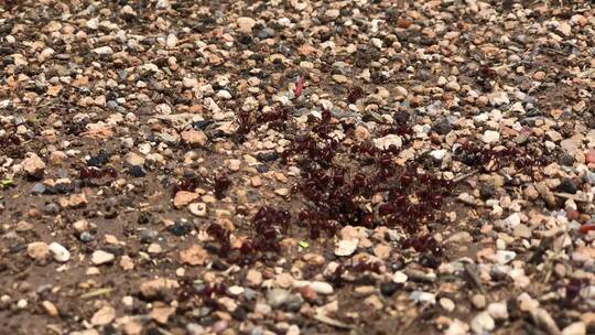 沙滩上的一群黑色蚂蚁