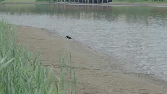 河岸边喝水捕鱼的猫