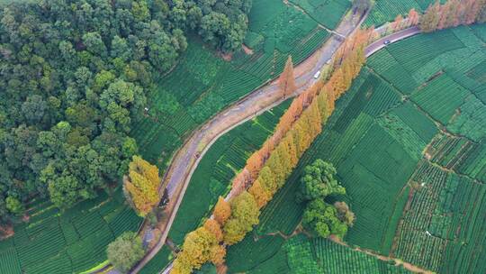 秋天水杉林公路秋色航拍