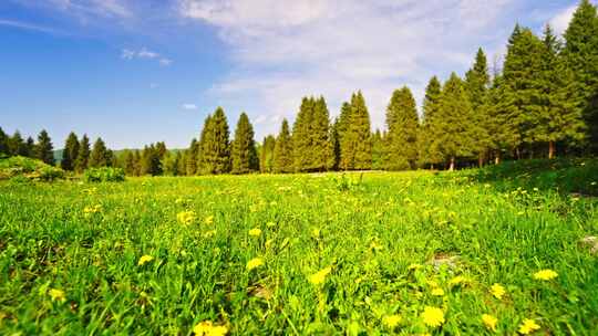 新疆伊犁恰西森林草原鲜花视频