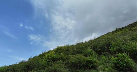 草原 牛粪滩 草地航拍