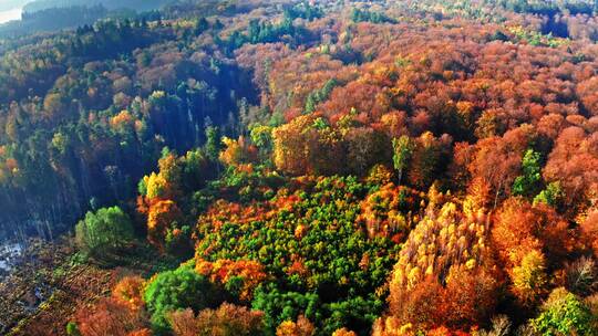 航拍秋天森林景观
