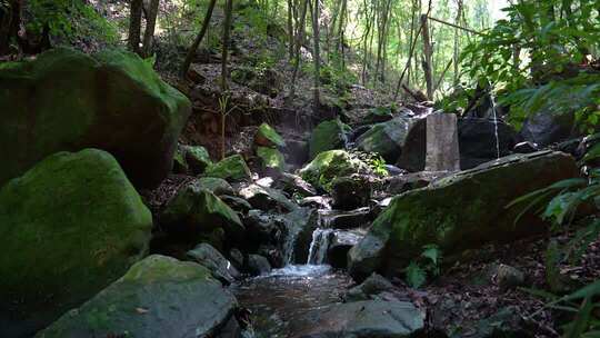 绿意盎然的自然生态