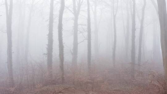 森林薄雾的自然景观 