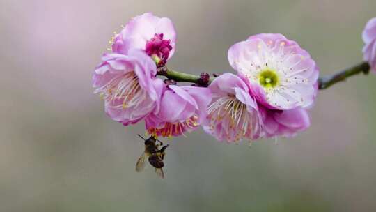 春天梅花鲜花盛开勃勃生机画面