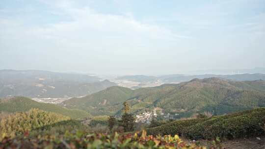 山顶高山茶树绿树植物风景空镜运镜