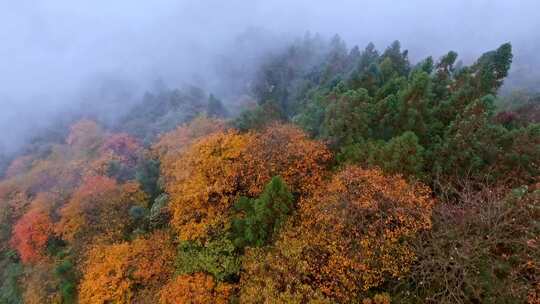 高清实拍眉山洪雅瓦屋山森林