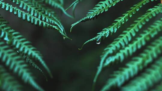 森林里蕨类植物叶片唯美水滴