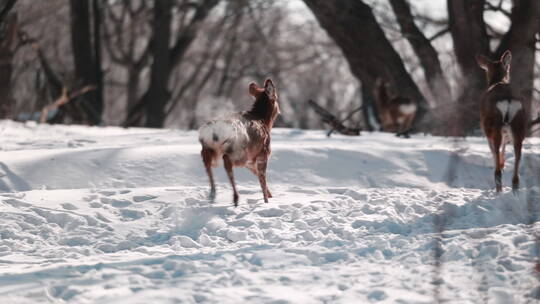 东北吉林冬季野生小鹿慢动作升格拍摄