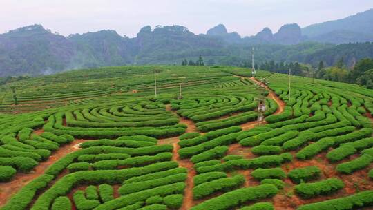 武夷山拇指茶园