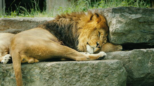 睡在石头上的狮子