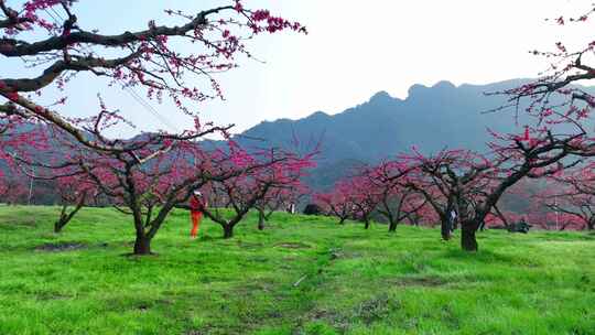 桃花树桃花林桃花山