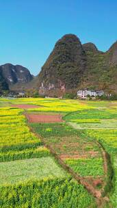 竖屏航拍桂林春季遇龙河油菜花田风光