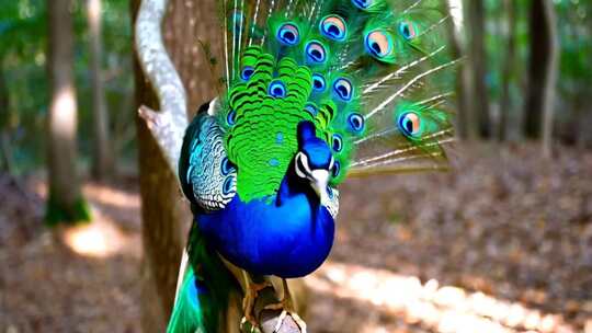 森林中开屏的孔雀