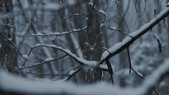 下雪天白雪覆盖的树枝