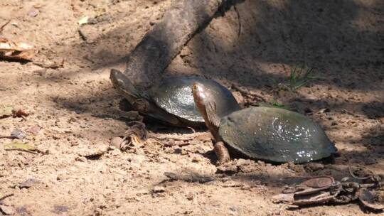 几只乌龟在沙滩上休息