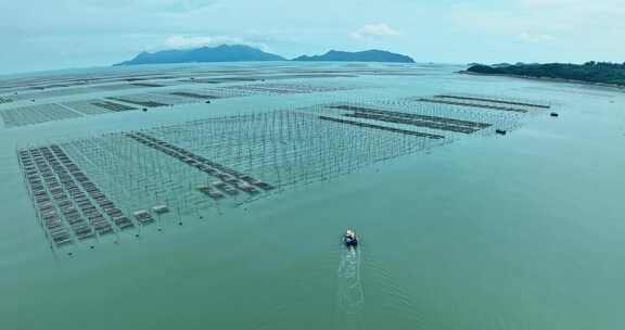 霞浦福建潮间带紫菜养殖0119