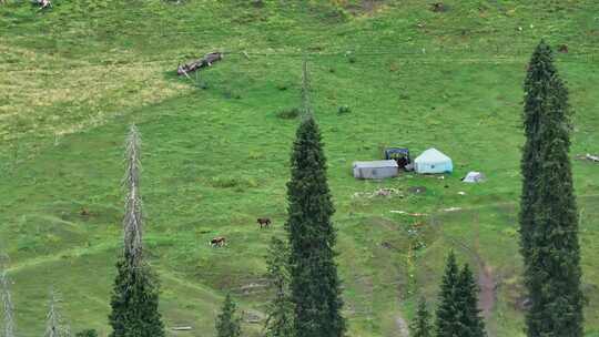 航拍新疆恰西森林公园的牧民毡房