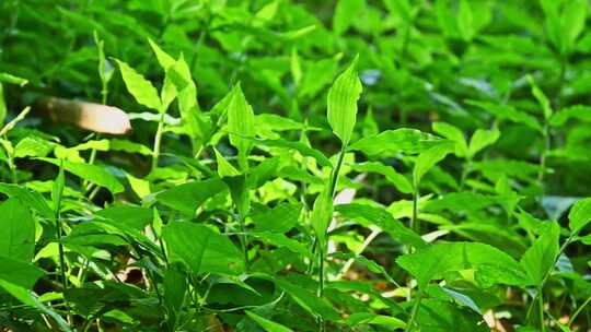 夏季阳光照射下的绿色草地特写