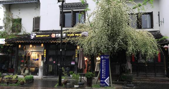 清晨春雨苏州平江路特色小店木香盛开