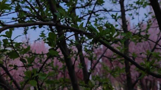 春季枝头含苞待放的海棠花
