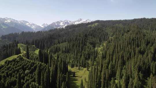 航拍新疆森林雪山风景