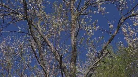 蓝天下开花的梨树