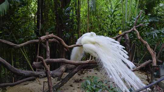 白孔雀栖息于树枝场景