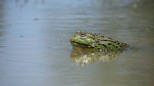 露出水面的非洲牛蛙