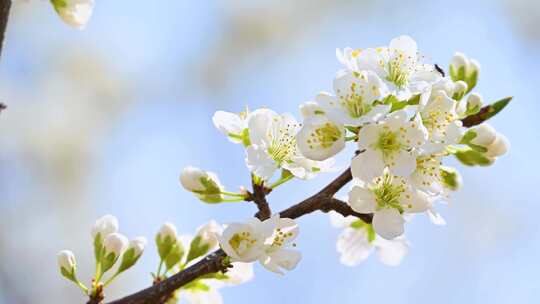 春天阳光下盛开的白色梨花蜜蜂采蜜