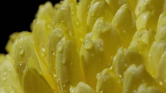 被水打湿的黄色菊花特写