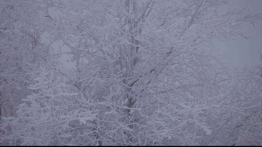 白雪覆盖的树木