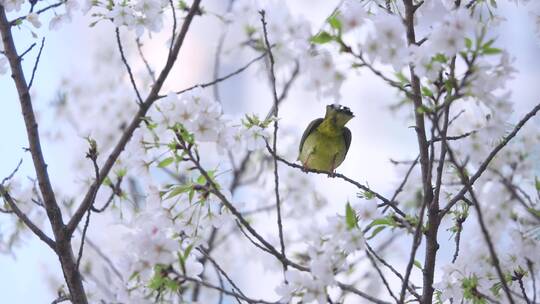 樱花树上的小鸟4
