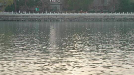 北京北海公园湖水风景/鸳鸯戏水锦鲤游动