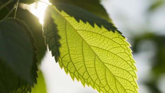 阳光下透光的绿色树叶
