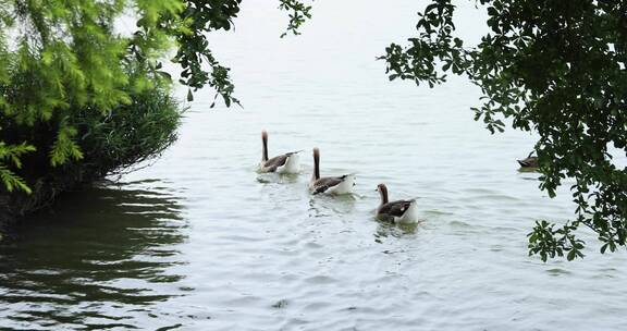 海珠湖游水的鸿雁