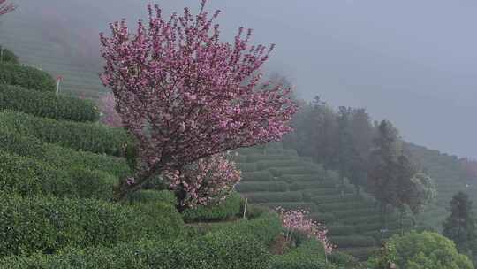 航拍茶山上盛开的粉红色樱花