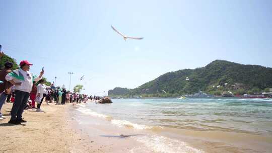 海边旅游度假赏鸟海鸥觅食