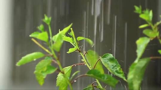 雨中的芙蓉花