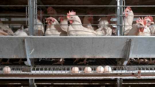 家禽养殖场鸡蛋的生产
