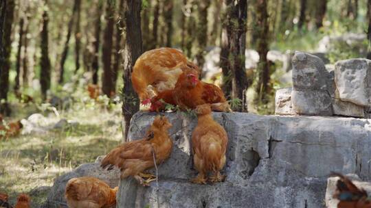 农场散养小公鸡北京油鸡养殖业