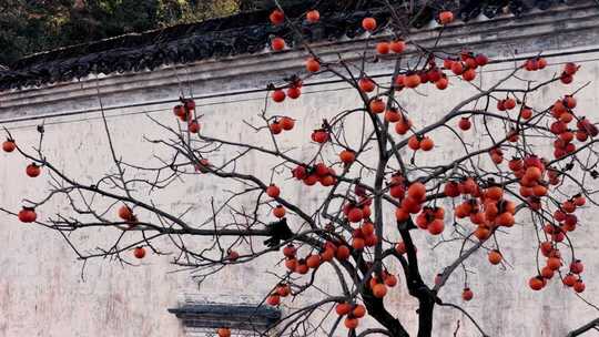 江西婺源篁岭秋天鸟儿吃柿子