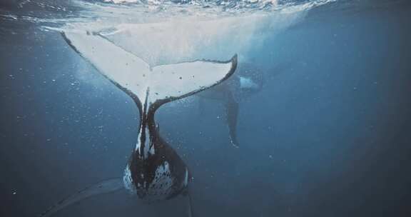 座头鲸，水下，海洋，鲸鱼