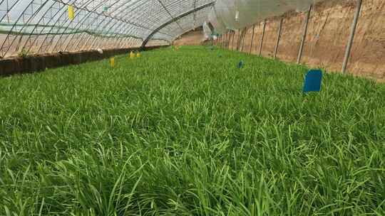 韭菜 韭菜种植 蔬菜 植物 三农